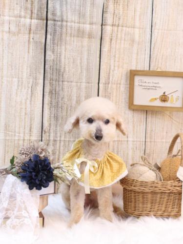 20241008あくびちゃん